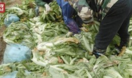 老坛酸菜爆料新闻视频